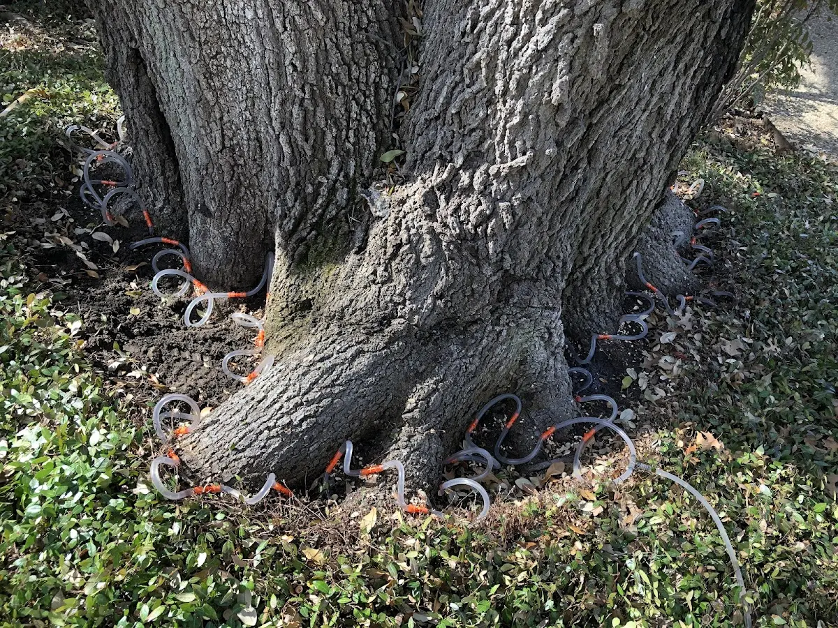 Detailed Tree Cabling and Bracing job site in Jordan Valley