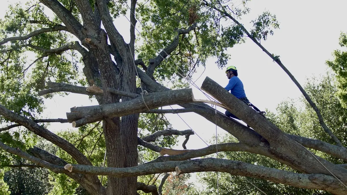 Professional Crown Thinning performed by certified arborists in Jordan Valley