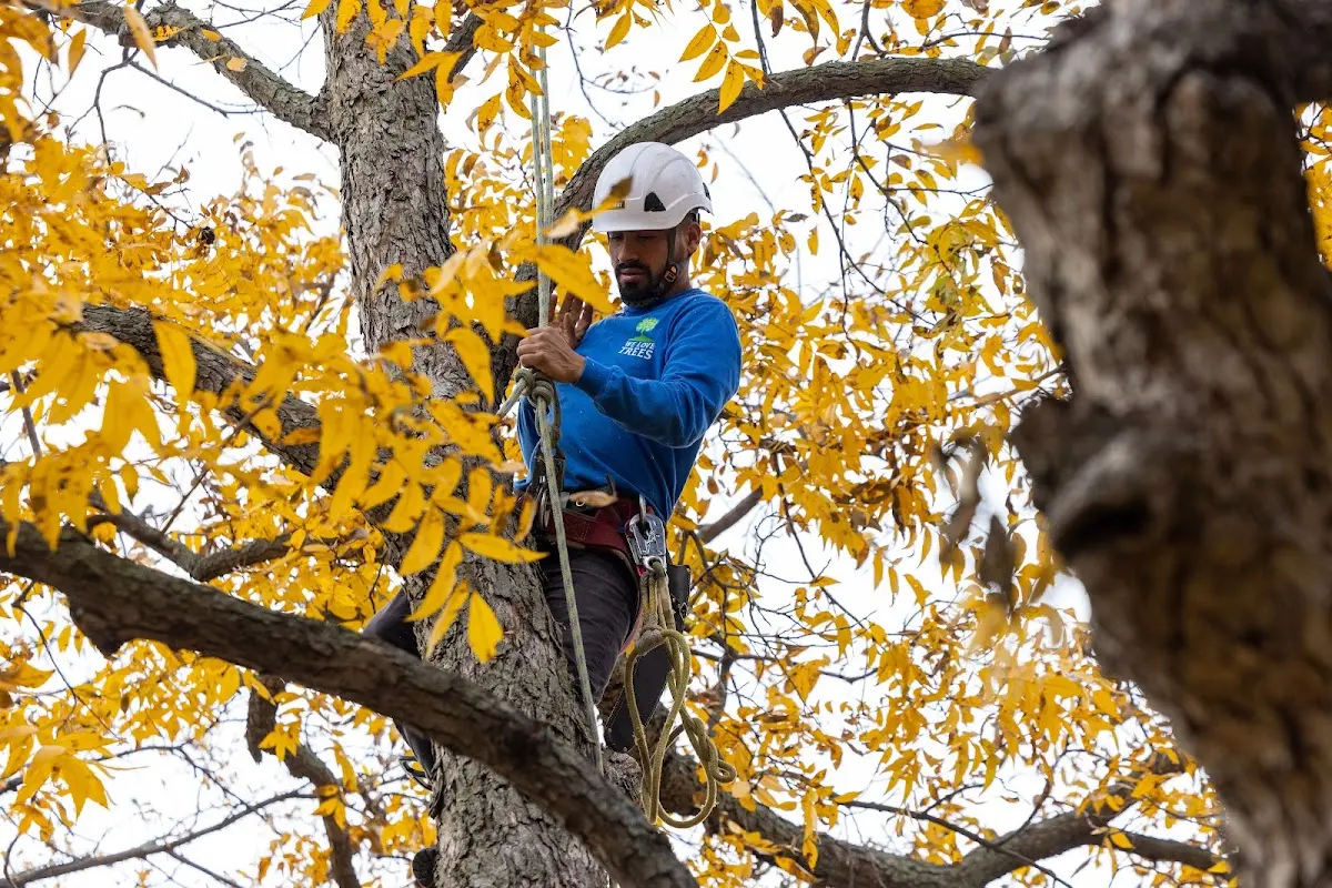 Skilled Tree Pruning crew working in Jordan Valley