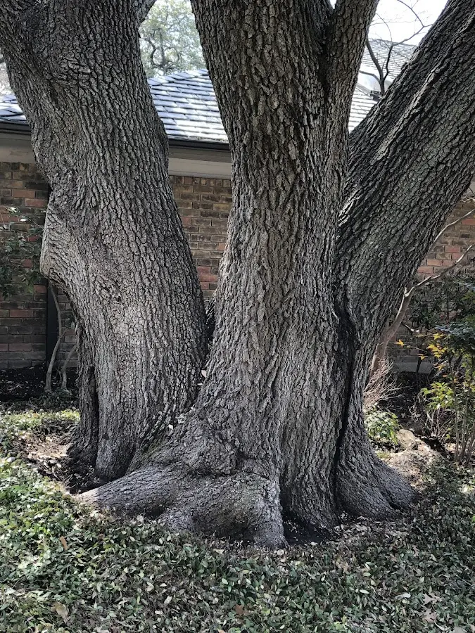 Mature heritage tree close to a Jordan Valley property cared for by certified arborists